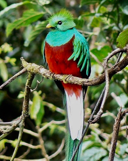 440px-quetzal011.jpg